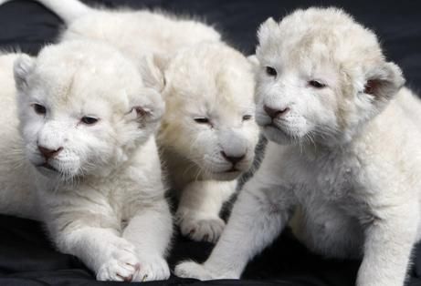 Tres leones machos y hembras para la venta.