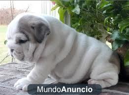 ULTIMO CACHORRO DE BULLDOG INGLES 100€