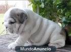 ULTIMO CACHORRO DE BULLDOG INGLES 100€ - mejor precio | unprecio.es