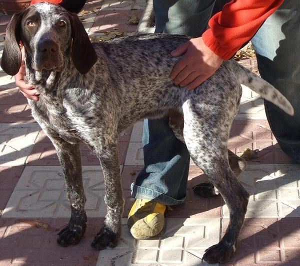 Vendo Perdiguero de Burgos