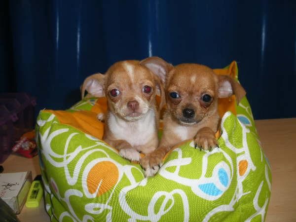 ¡Chihuahua, preciosos cachorros!