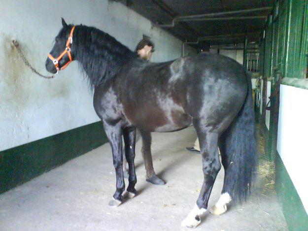 caballo negro pre.apto para rejoneo