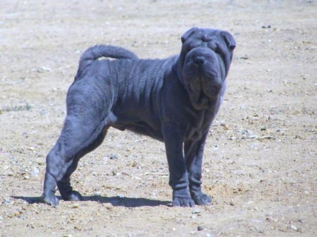 cachorro de sharpei azul