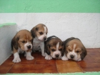 cachorros beagle - mejor precio | unprecio.es