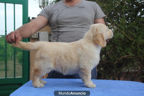 Cachorros Golden Retriever