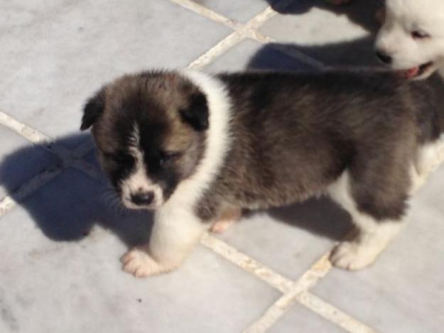 camada de Akita Inu de pura raza con 40 dias,cachorros nacionales,pidanos fotos y videos