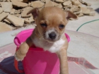 Chihuahua dos ultimos cachorritos - mejor precio | unprecio.es