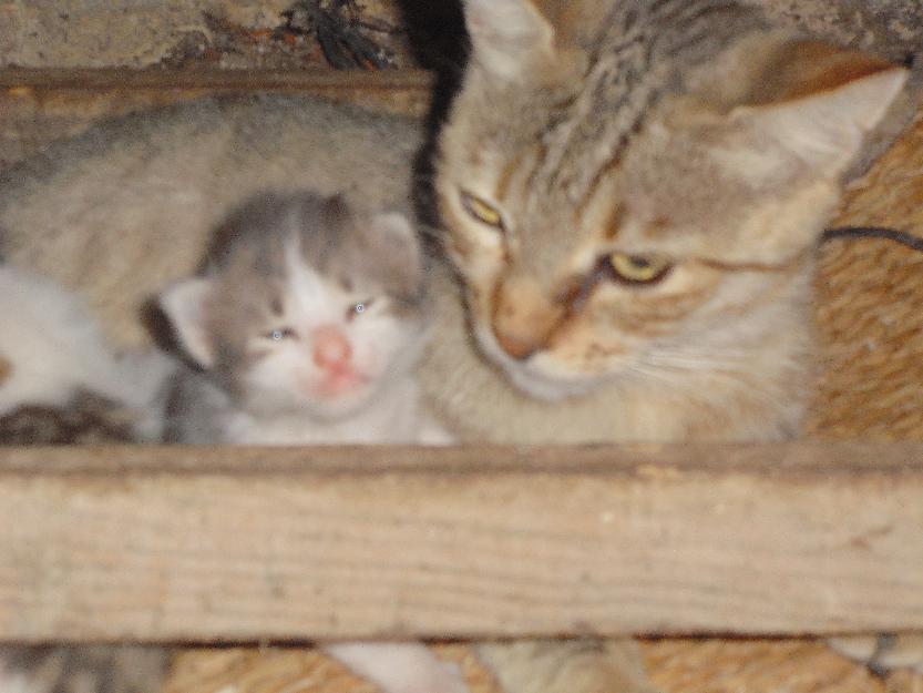 Gata con sus bebes abandonados en una caja