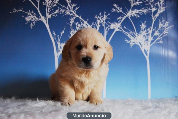 GOLDEN RETRIEVER CAMADA DE CALIDAD CON 2 MESES !!