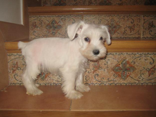 SCHNAUZER MINIATURA BLANQUITO LISTO PARA ENTREGAR (MADRID)