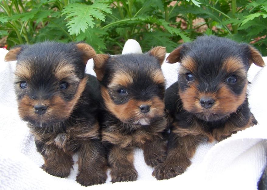 Yorkshire Terrier cachorritos preciosos y económicos!!