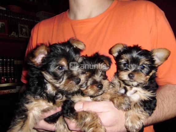 yorkshire terrier, excelente camada.   140