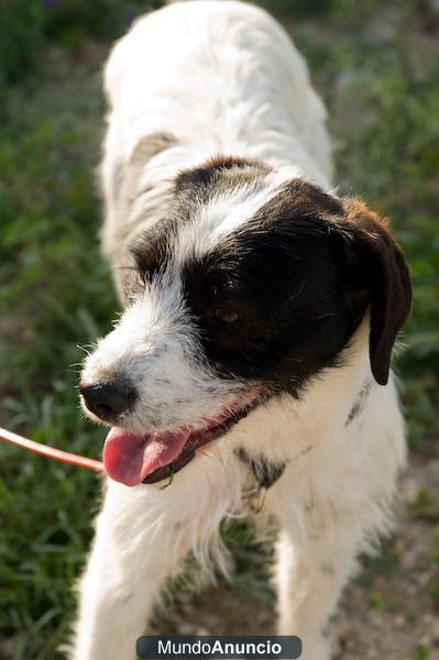 ABIL preciosa cachorrita necesita un hogar