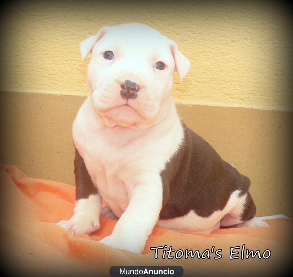 American Staffordshire Terrier