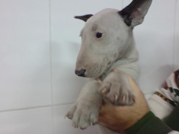 Bull Terrier cachorros en venta