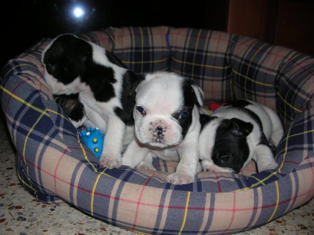 bulldog frances,bichon maltes,carlinos,minipinchers,westys etc