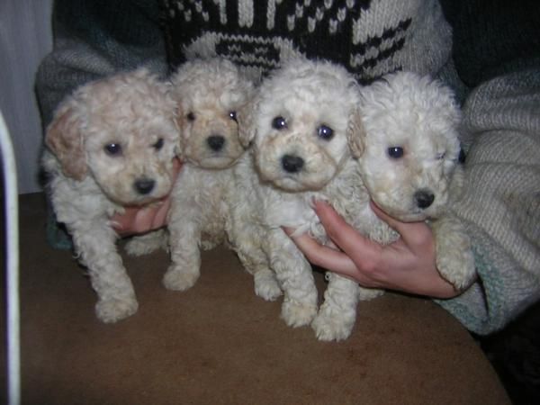 cachorritas de caniches   blancas