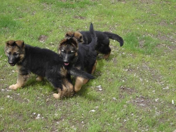 Cachorritos pastor aleman de pura raza, particular.