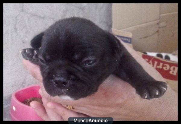 Cachorro Bulldog Frances