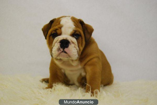 Disponibles cachorritos de Bulldog Ingles de primera calidad¡