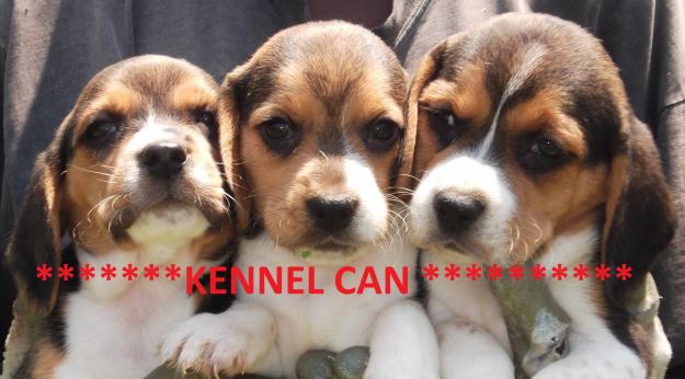 Excelentes cachorros de beagle