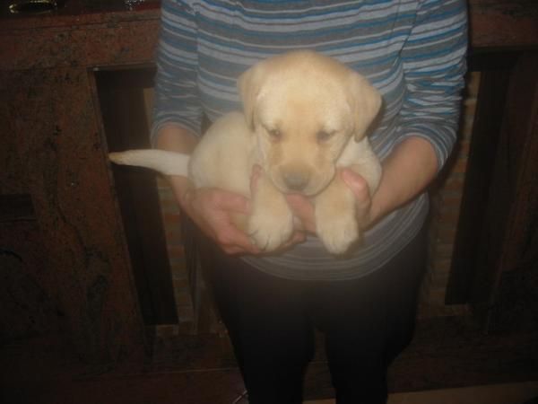 Labradores retriever,dorados y negros,cachorros,pedigree.