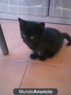 REGALO gatito negro