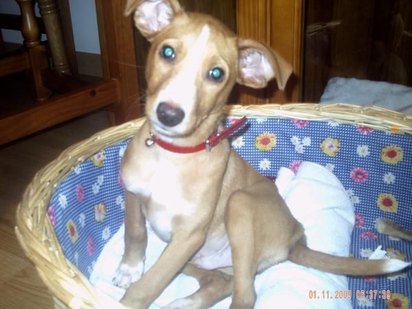 REGALO LINDO CACHORRITO DE PODENCO!