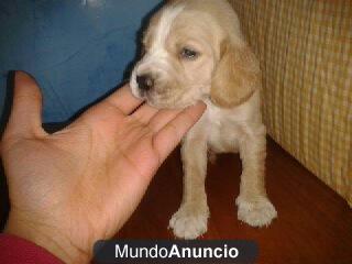 SE VENDEN PRECIOSOS CACHORROS DE COCKER