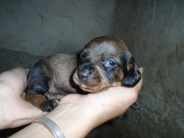 Vendo cachorros de teckel