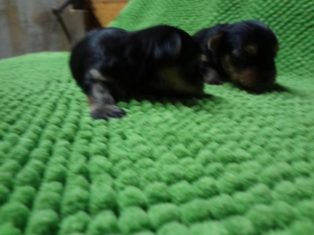 Vendo cachorros deYorkshire terrier toy