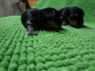 Vendo cachorros deYorkshire terrier toy - mejor precio | unprecio.es