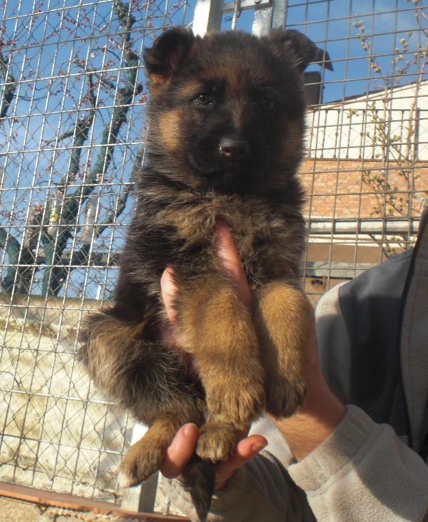 Cachorros Pastor Alemán