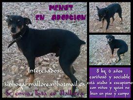 Ratero Macho en Adopción