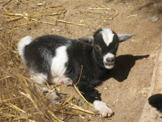 Cabrito enano super mono!