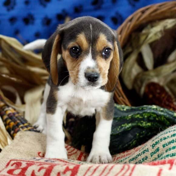 cachorros de beagle en venta