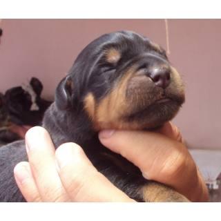 Cachorros rottweiler con pedigree