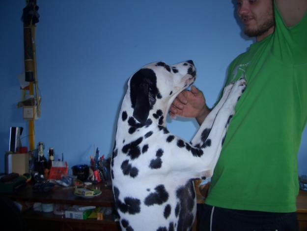 DALMATA macho para MONTA.