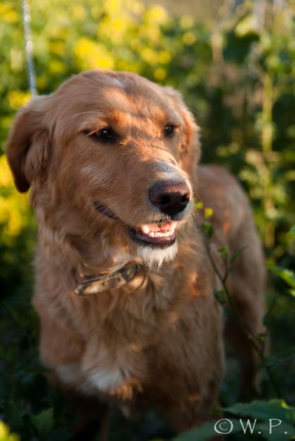 En adopción. Bella cruce de golden de un año busca hogar. GPAR