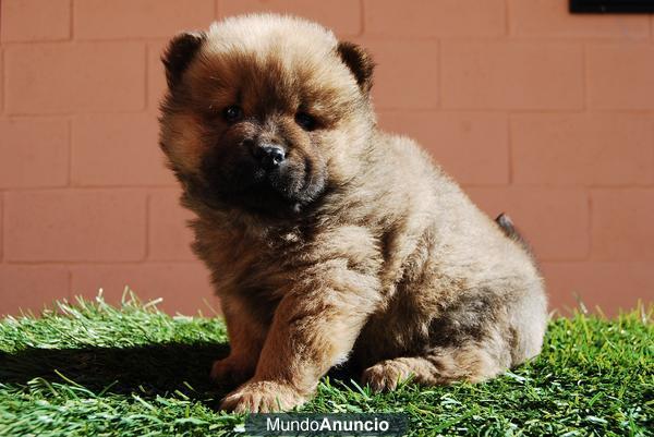 Excelentes cachorros Chow Chow color canela