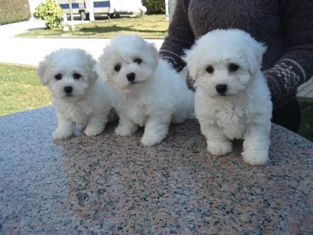 Excelentes cachorros de bichon frise