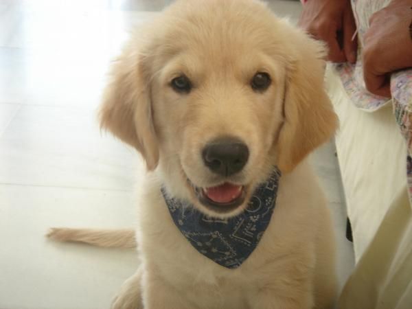 golden retriever venta