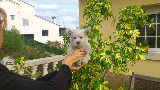 Preciosos cachorritos de Westy