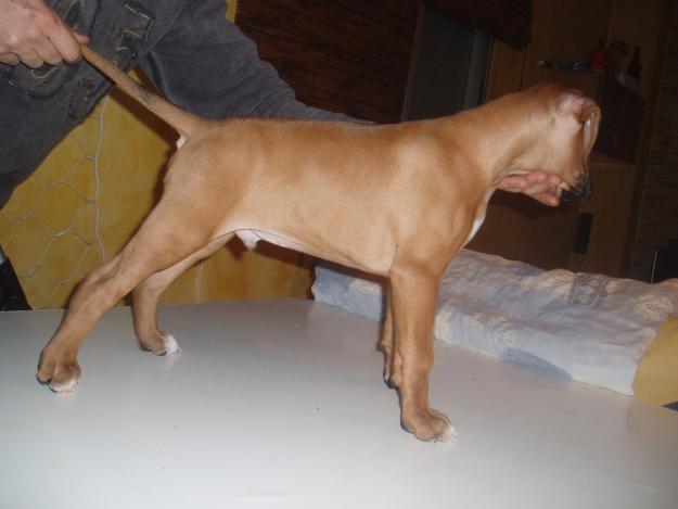 Vendo cachorro boxer macho, dorado, nacido el 12-12-2012 con pedigrí