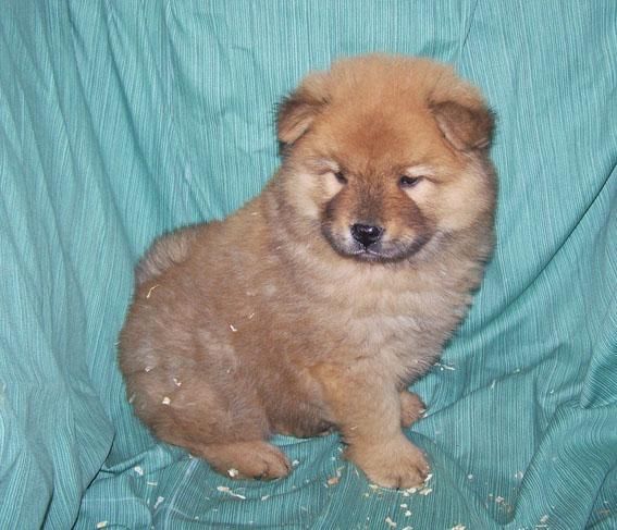 ADORABLES CACHORROS DE CHOW CHOW LEONADO DE PURA RAZA