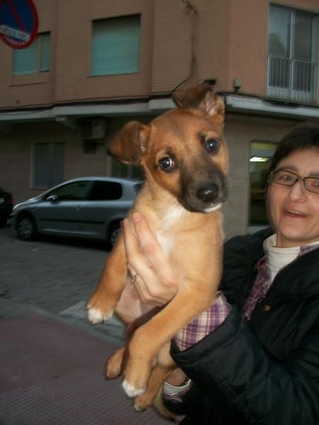 Cachorrita de 2 meses en adopcion