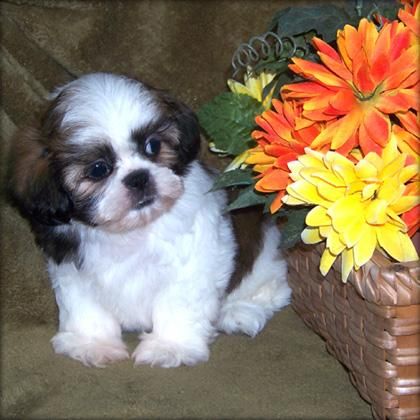 cachorro hembra de Shih Tzu para la Navidad