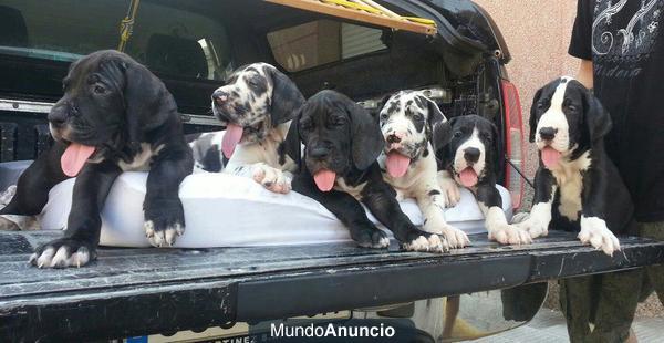 cachorros de dogo aleman o gran danes