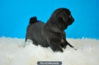 Disponible camada de Carlino Pug, primera calidad - mejor precio | unprecio.es