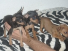 MINI PINSCHER EN BARCELONA CENTRO 355 - mejor precio | unprecio.es